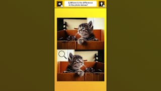 Train Your Brain! Spot the Difference with Cat Photos screenshot 2