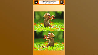 Train Your Brain! Spot the Difference with Animal Kids Photos screenshot 3