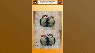 Train Your Brain! Spot the Difference with Animal Kids Photos screenshot 1
