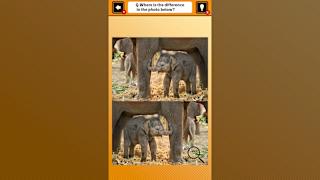 Train Your Brain! Spot the Difference with Animal Kids Photos screenshot 2