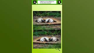 Super kawaii! Finding mistakes in panda photos screenshot 4