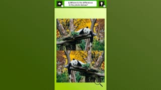 Super kawaii! Finding mistakes in panda photos screenshot 2