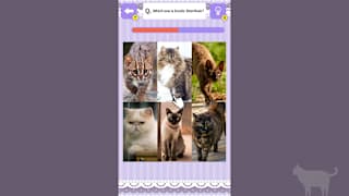 Cat Spotting Challenge! screenshot 2