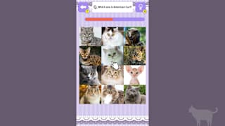 Cat Spotting Challenge! screenshot 3