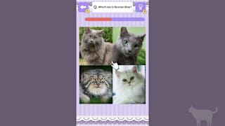 Cat Spotting Challenge! screenshot 1