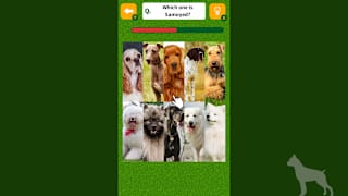 Dog Spotting Challenge! screenshot 2