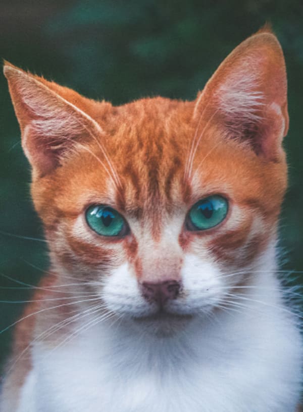 任天堂 - ねこ Hidden Cats in Tokyo for Nintendo Switch - Nintendo Official