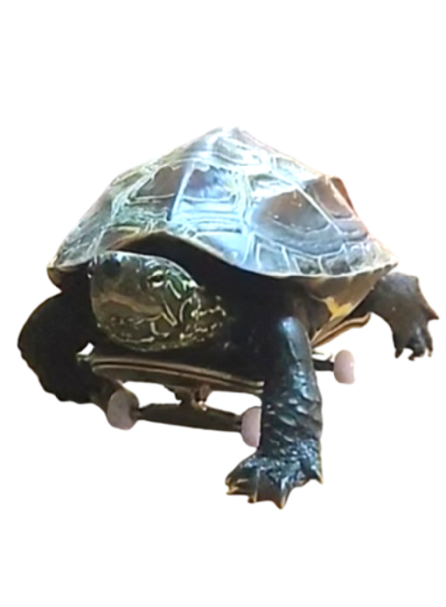 Gunso's Skateboard Run