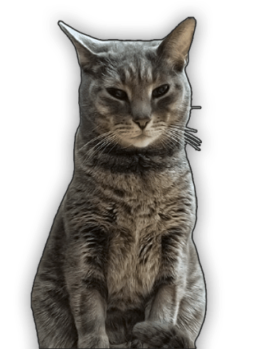 Cat President: A More Purrfect Union