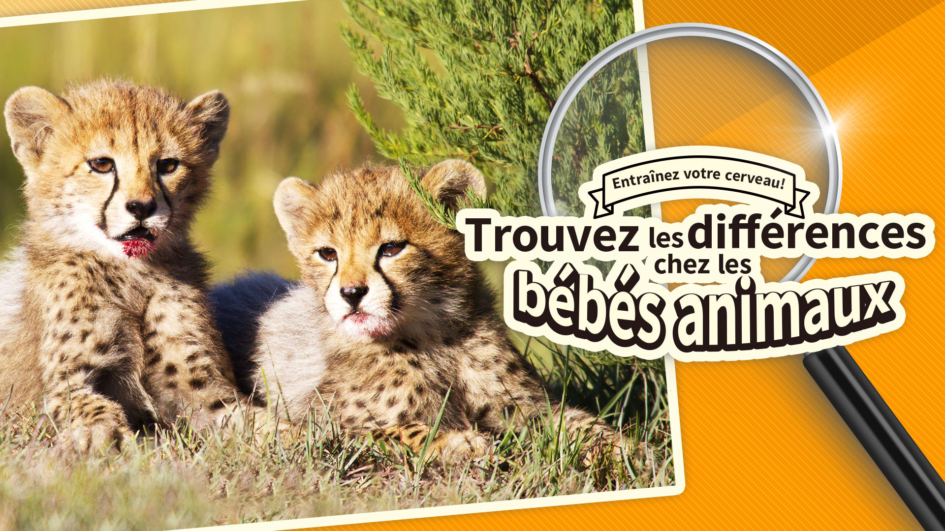 Entraînez votre cerveau! Trouvez les différences chez les bébés animaux