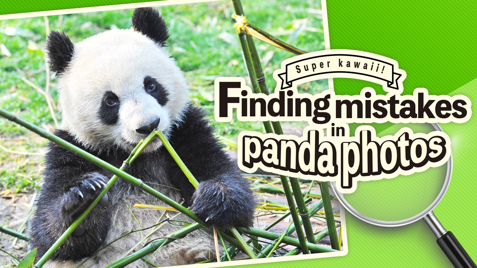 Super kawaii! Finding mistakes in panda photos