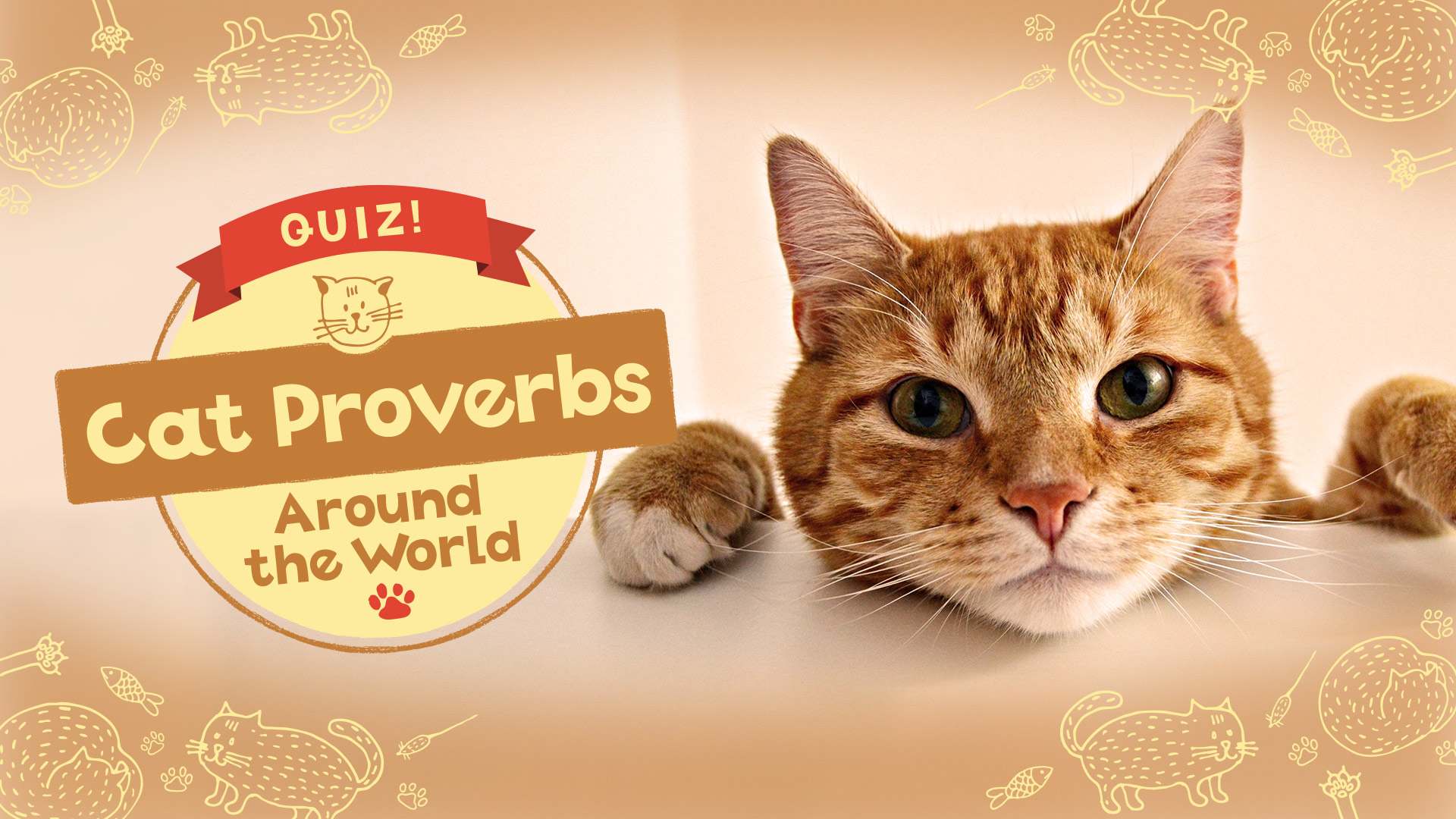 QUIZ! Cat Proverbs Around the World