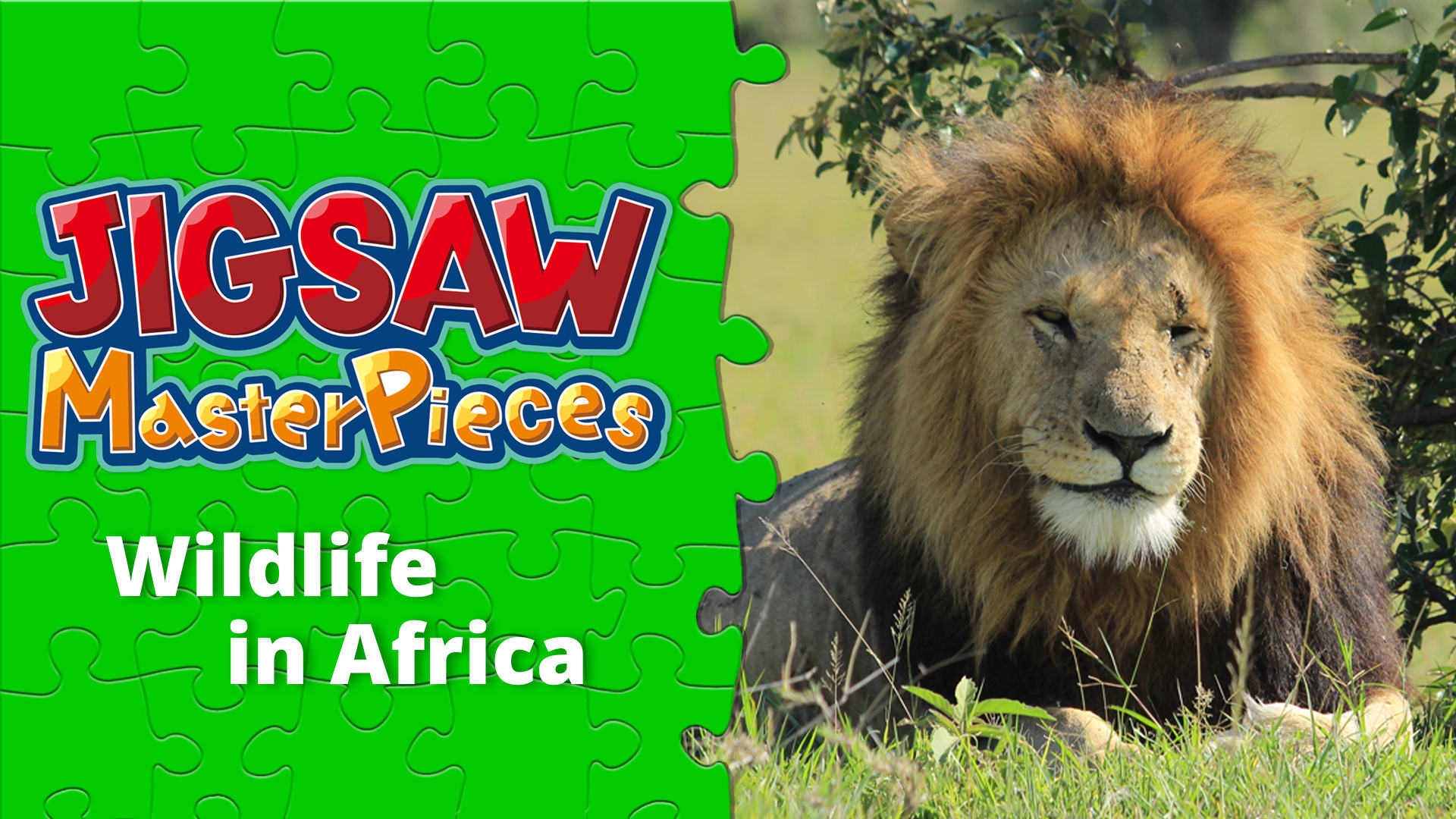 Wildlife in Africa