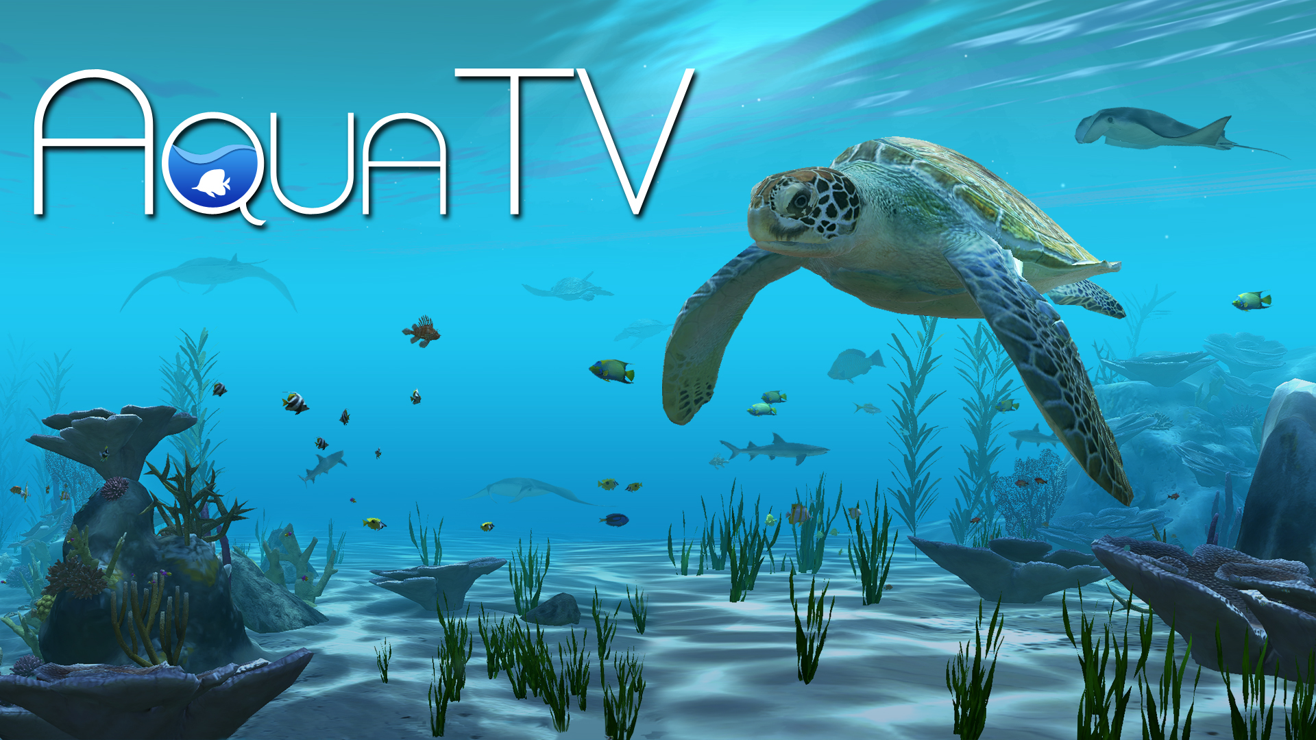 Aqua TV screenshot thumbnail video