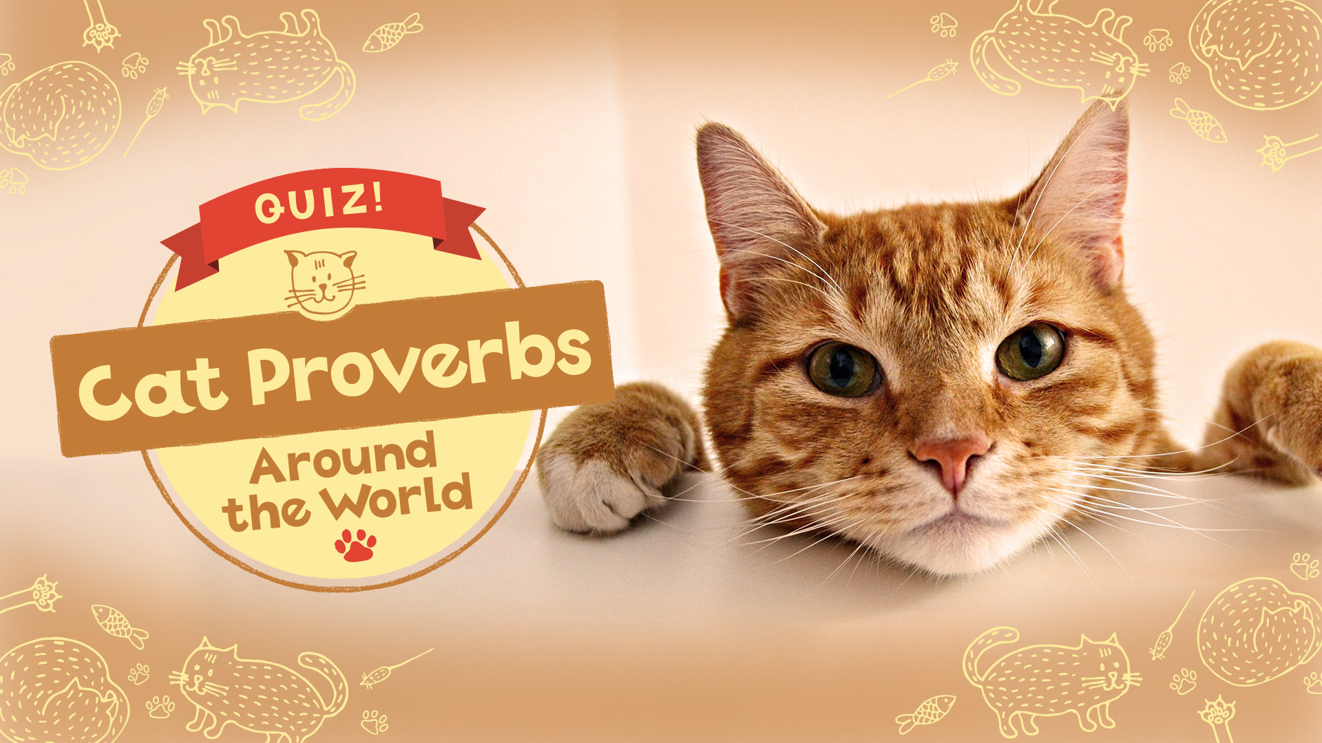 quiz! cat proverbs around the world vertical card thumbnail