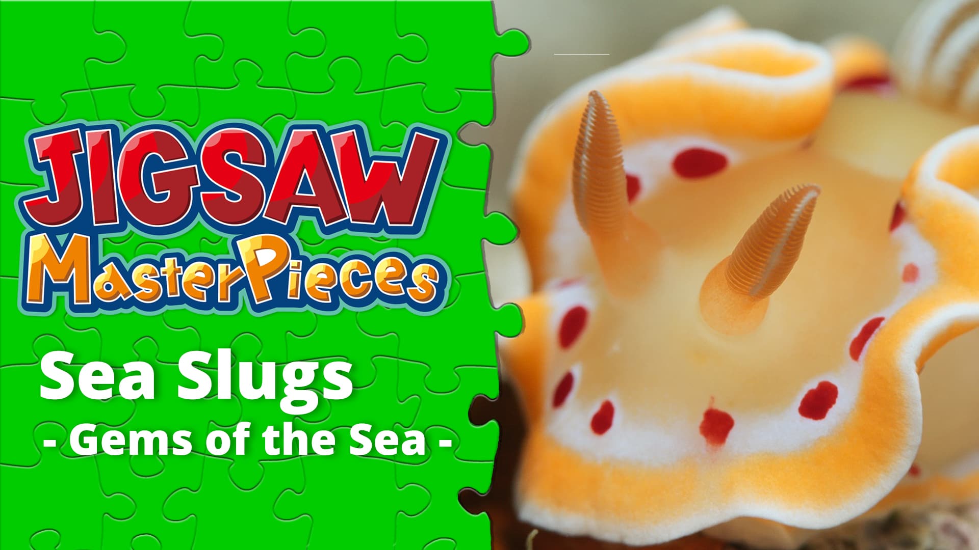 Copertina di Sea Slugs - Gems of the Sea -