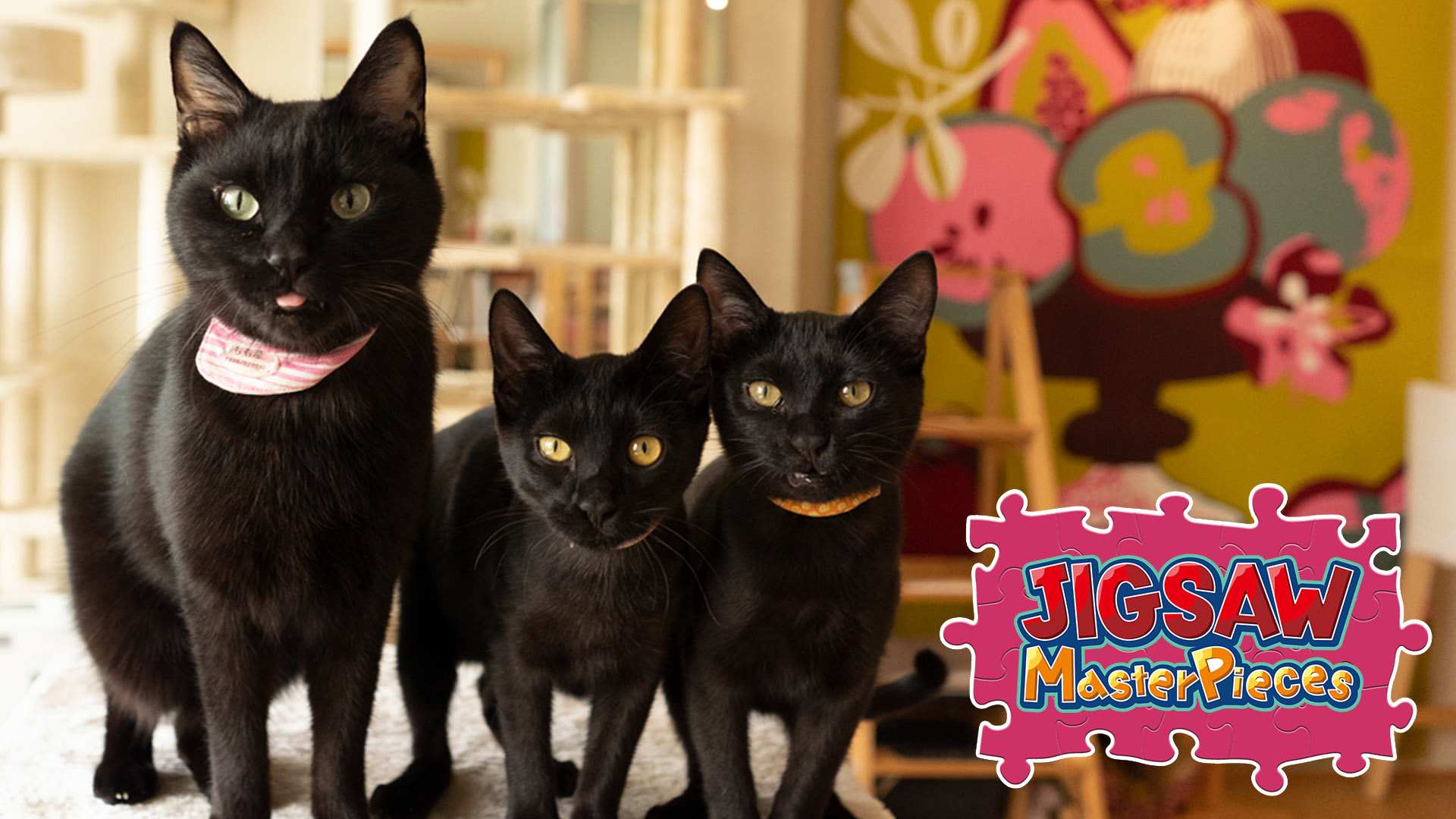 Black Cats in a Cat Welfare Cafe / Kenta Igarashi for Nintendo