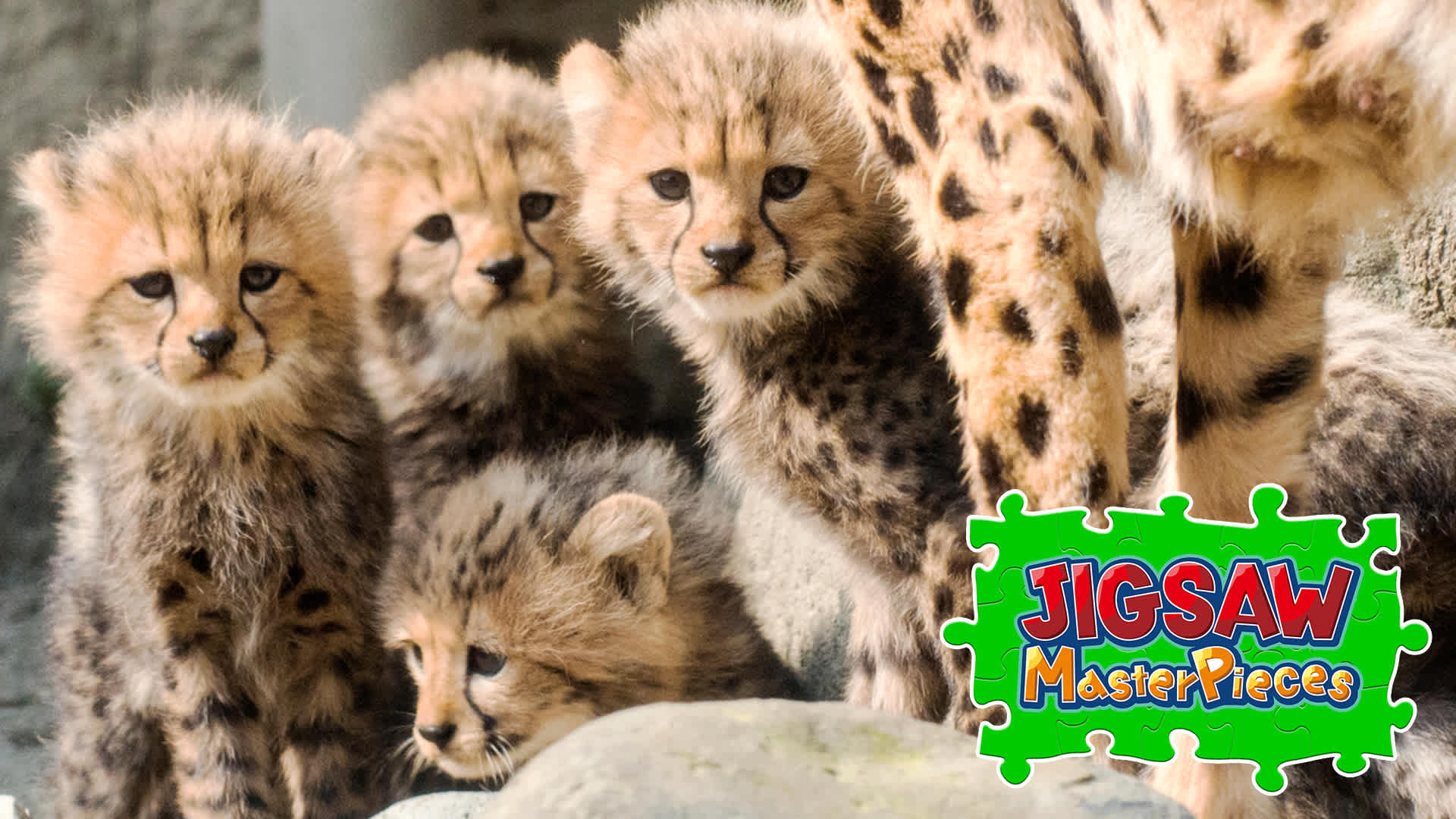 Copertina di Baby Animals