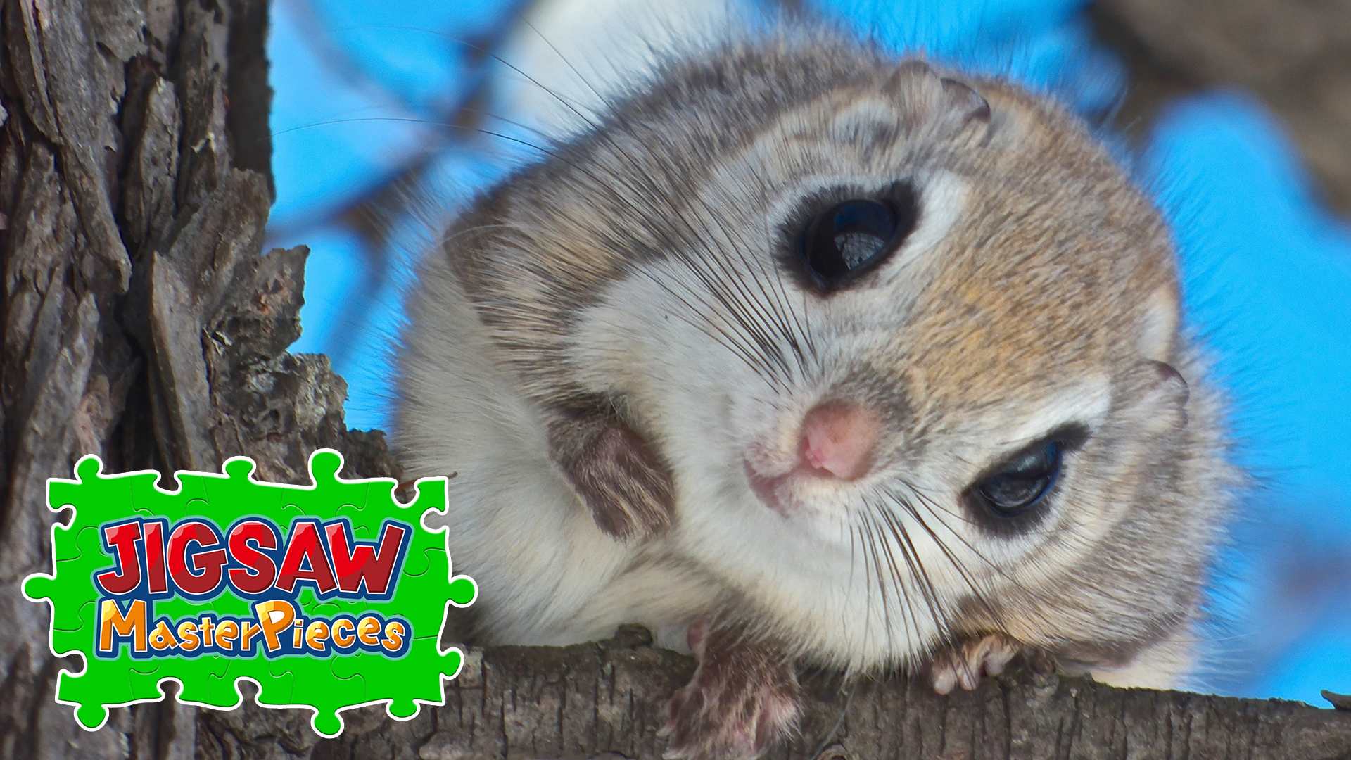 Copertina di Little Animals
