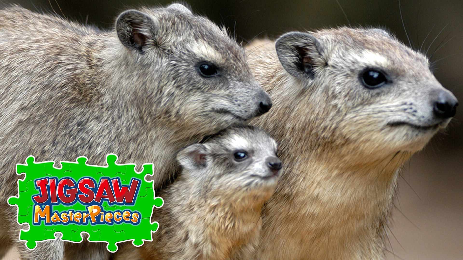 Copertina di Animal Families
