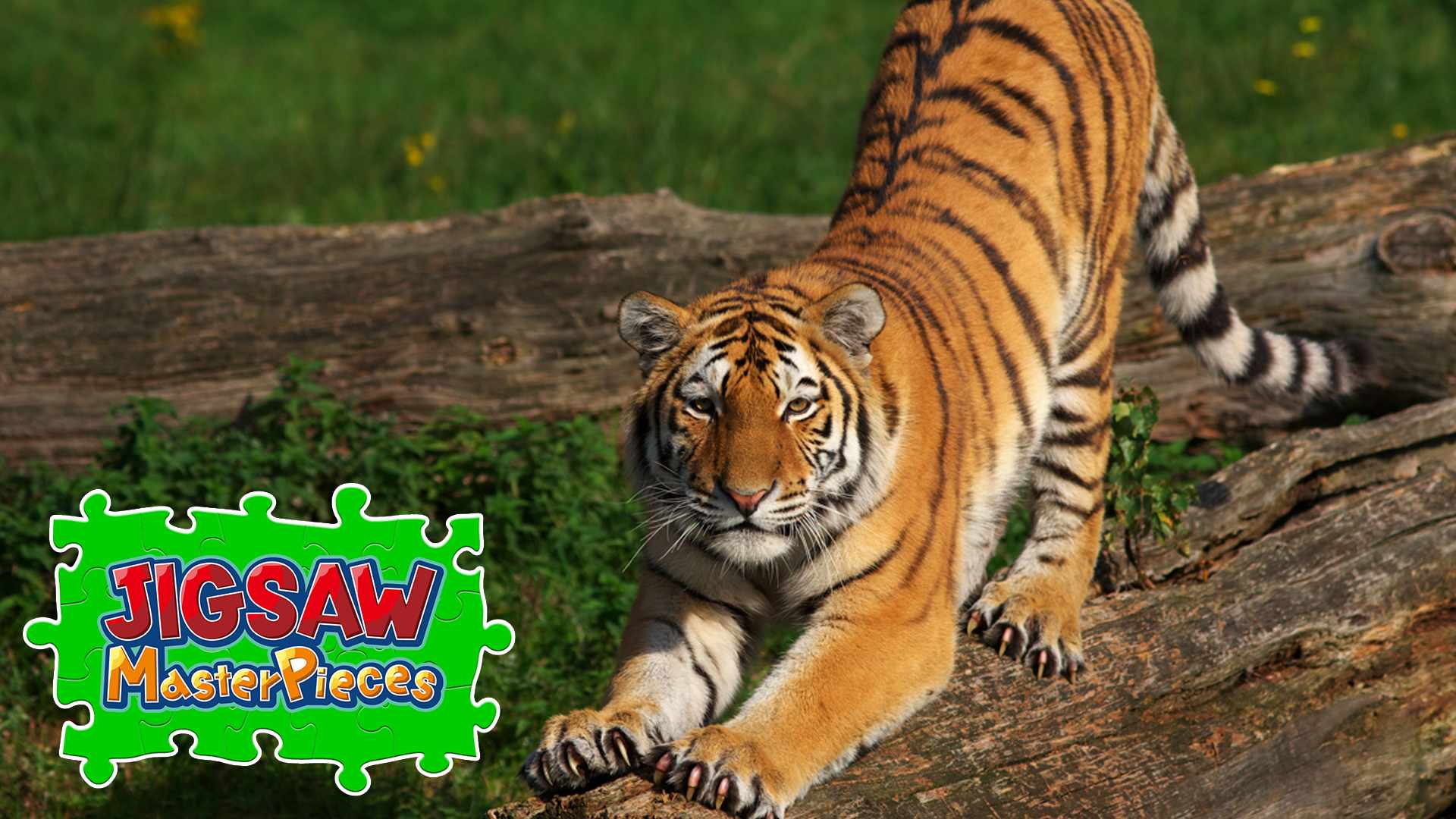 Copertina di Big Cat Friends