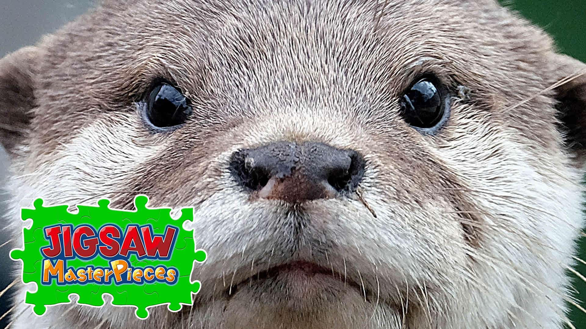 Copertina di Close up Animals
