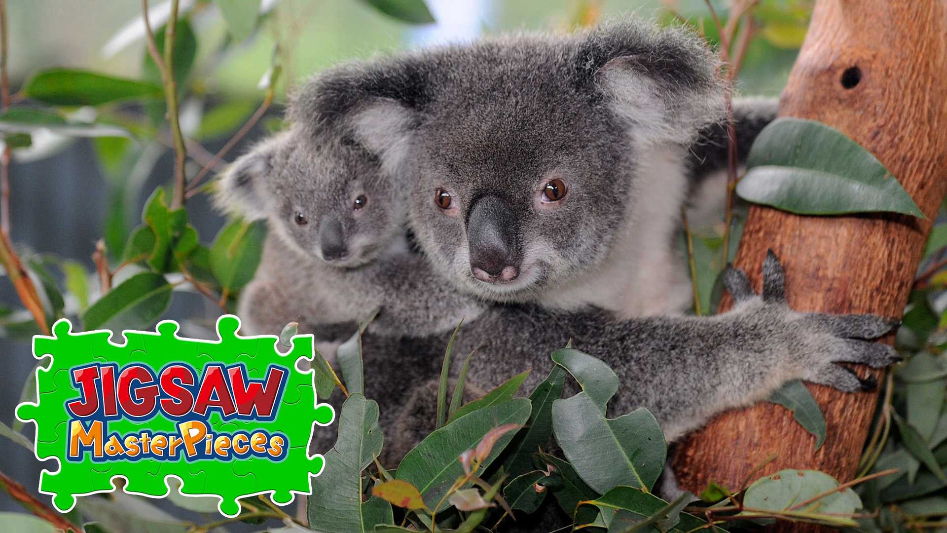 Nintendo Switch - こあら Australia's Native Wildlife for Nintendo Switch - Nintendo