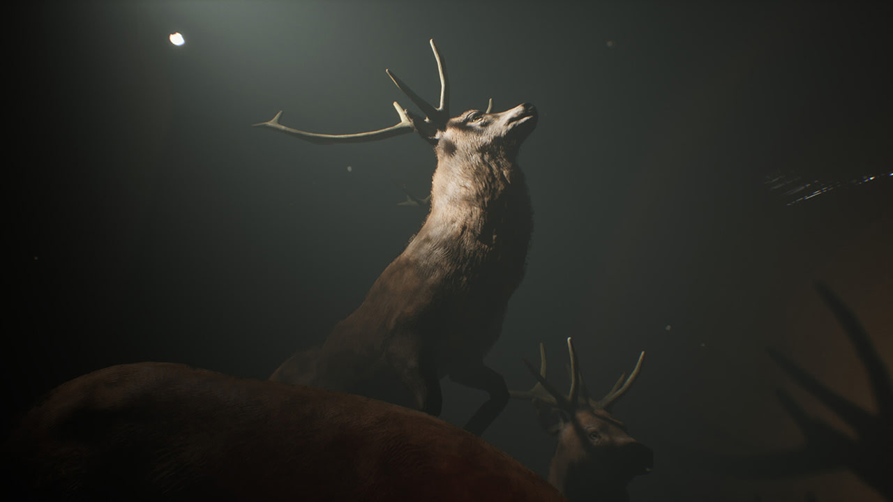 Project 13: Taxidermy Trails for Nintendo Switch - Nintendo