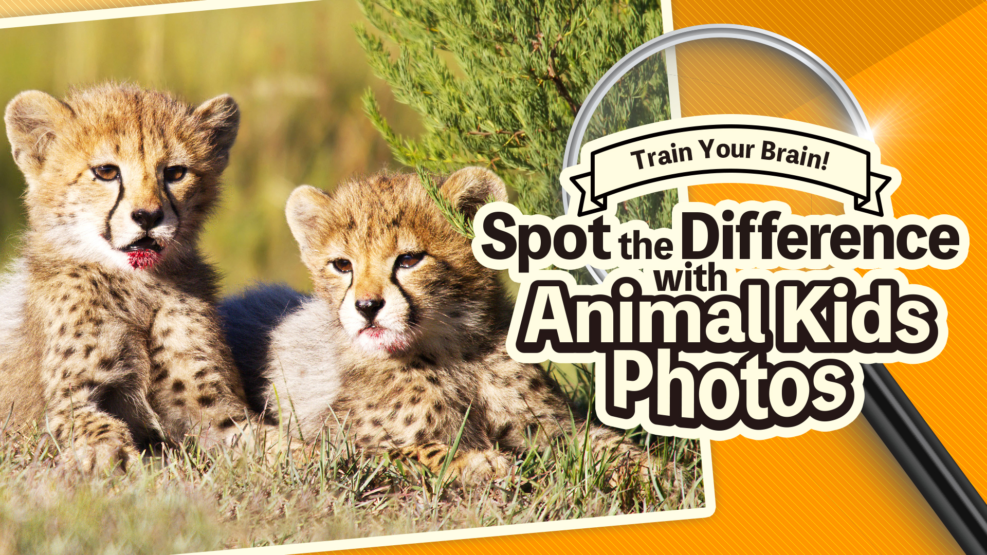 train your brain! spot the difference with animal kids photos vertical card thumbnail