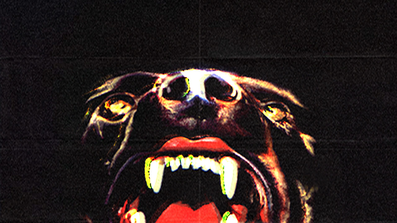 STILL CRAZY ONE NITE DOG LIVE Ⅱ FIGHT